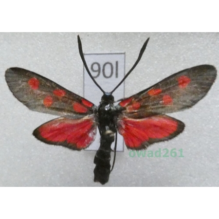 Zygaena angelicae Ochsenheimer, 1808 Czech90l